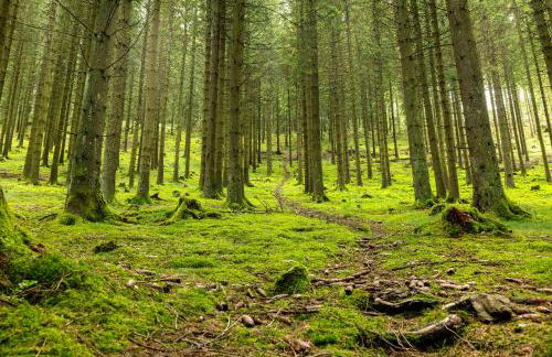 Fewo Schober - Foto 20