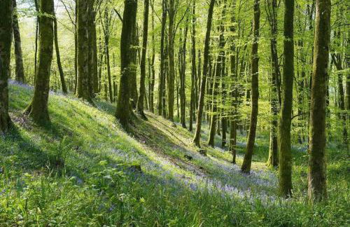 18th Century Thatched Cottage Parking & Garden - Foto 44