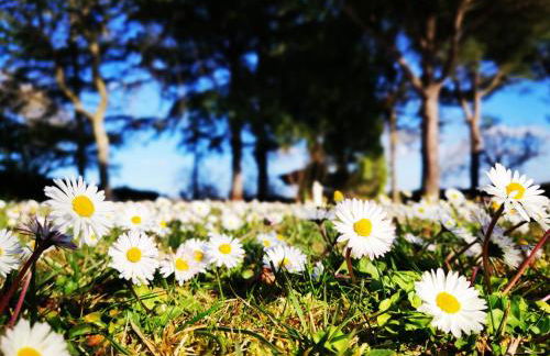 Villa Tuscan Prestige 25 ospiti Piscina Jacuzzi - Foto 29