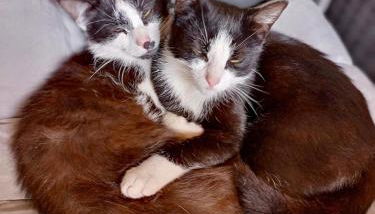 Ferienhof im grünen Herzen - Foto 4, pet friendly