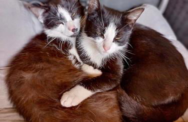 Ferienhof im grünen Herzen - Foto 4