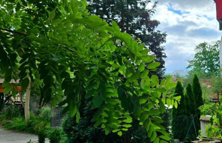 Johnis FeWo, Nähe Stadtzentrum - Uni in sehr ruhiger Lage mit Terrasse und eigenem Parkplatz - Foto 22