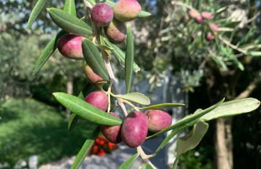 Villa Lori Apartments Garden and Beach - Foto 21
