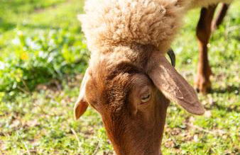 Can Monget by Rentallorca - Foto 7