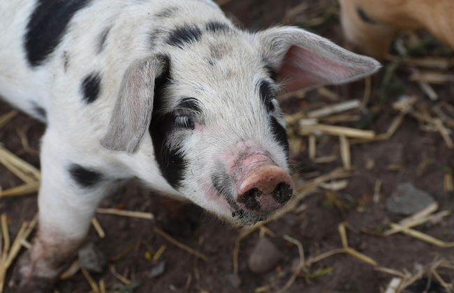 Mongolian Yurts Fordhall Organic Farm - Photo 27