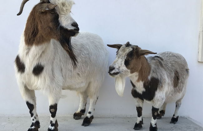 Masseria Prosperi - Photo 55