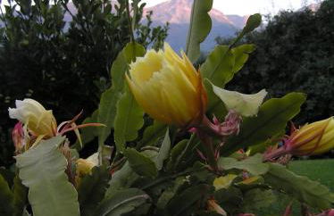 Appartements Kortscherhof - Foto 11