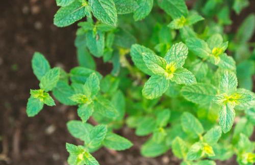 Dimore Acquasale- Sea View Houses - Photo 57