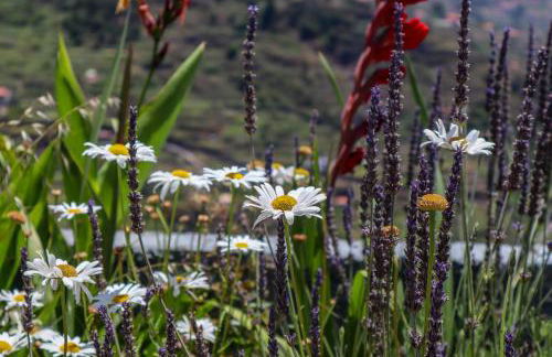 Casas Tipicas Candelaria Tabua - Photo 33