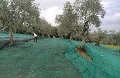 Marrucheto - Foto 40