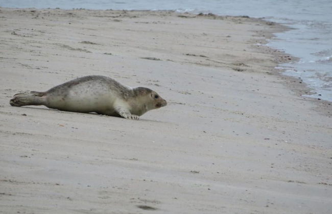 Spacious Holiday Home in Renesse near North Sea - Photo 29