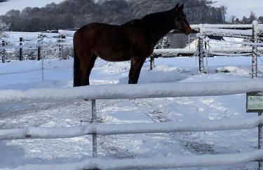 Villa-Maru 80qm Ferienwohnung - Foto 50