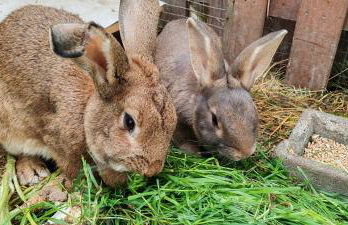 Gîte 4 pers proche cure thermale, Futuroscope, calme et nature à La Roche Posay - Foto 10