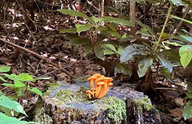 Top of the Line Asheville Mountain Cabin - Foto 69