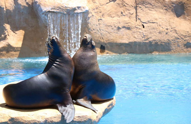 Selwo Marina Ticket - Photo 13