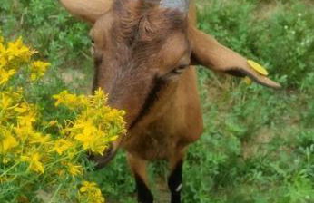 Agriturismo - La capra amaltea - Foto 55