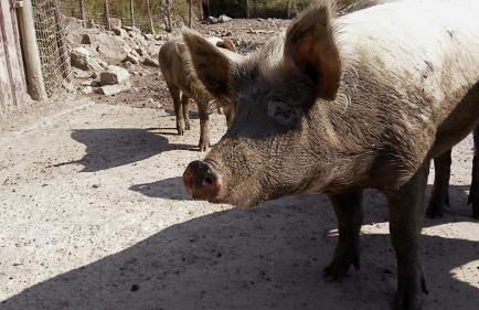 Agriturismo Mandrioli - Foto 22