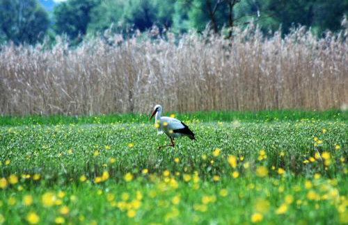 Ferienwohnung Riedblick Süd-Ost - Foto 9