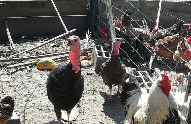 My Portugal for All - Lousada Villa - Foto 61