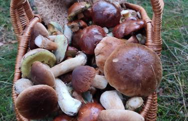 Zielona Przystań - Foto 18