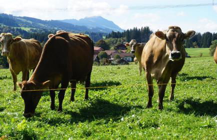 Ferienwohnung Reitemann - Foto 30