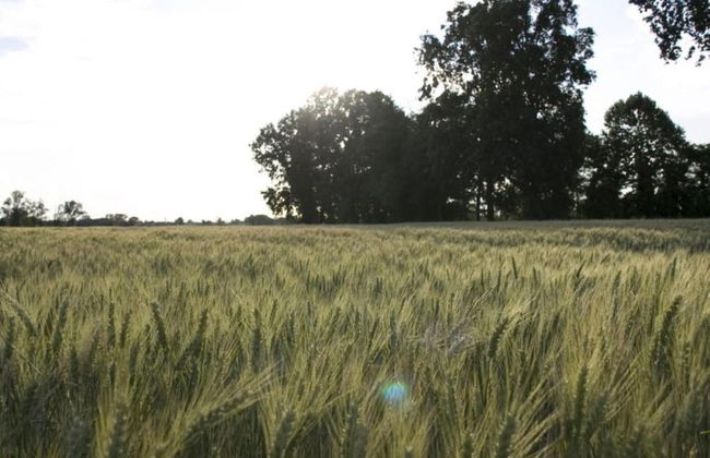 Apartment Near River Po and Cremona - Foto 37