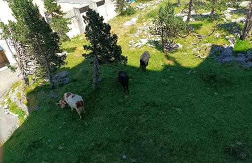 Les myrtilles La Pierre Saint Martin - Foto 9