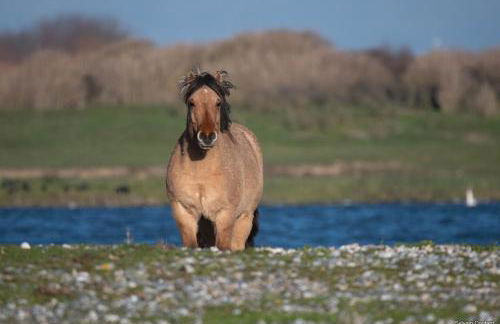 Gite La Lueur du Hable - Baie de Somme Hable d'Ault - Foto 28