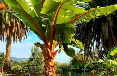 Finca La Principal - Foto 120