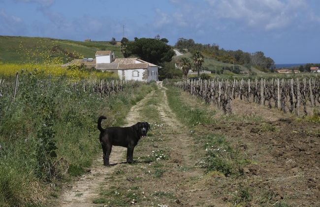 Fattoria Manostalla - Foto 16