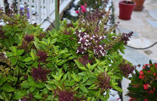 Panorama Γλυκά Νερά - Athens - Foto 14