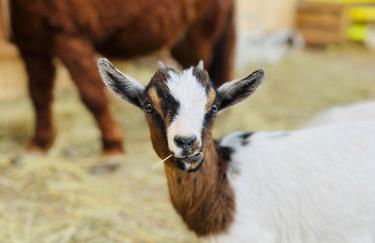 Ferienwohnung Peters (EG) - Foto 52