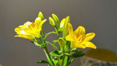 Greenside SunPark Apartament - Foto 5