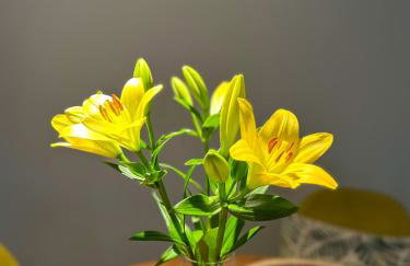 Greenside SunPark Apartament - Foto 5