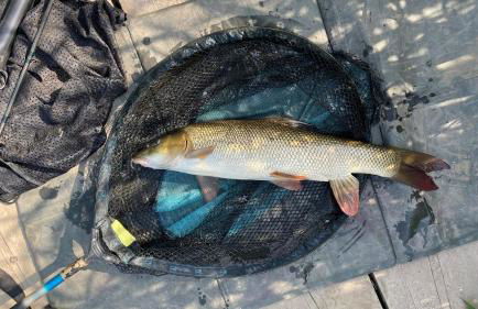 Wharfe Bank Cottage - Foto 45