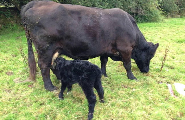 Relaxing Holiday in Millpond Cottage - Cwmiar - Photo 13