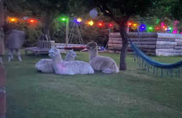 Alpakatherapie und Ferienhof Charlottenthal - Foto 9