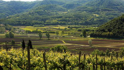 Fattoria Le Vegre - Foto 3, Other