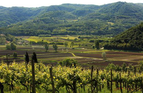 Fattoria Le Vegre - Foto 3