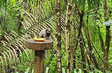 Morada dos Saguis - Foto 78