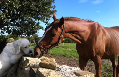 Holywell Grange Farm - Foto 13