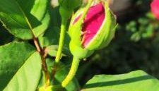 Guesthouse Papagiannopoulou - Foto 3, Garden