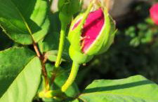 Guesthouse Papagiannopoulou - Foto 3