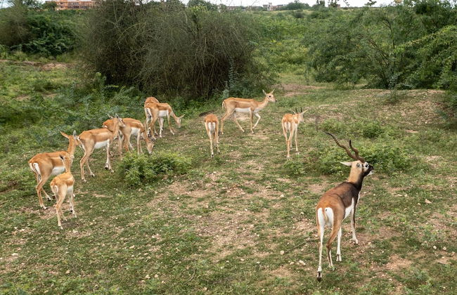 amã Stays & Trails Abhay Villa, Bisalpur - Foto 42