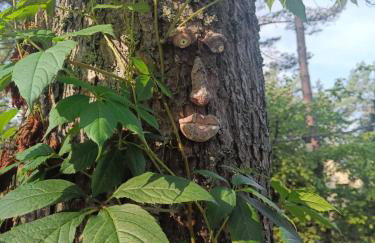 Sosnowy Azyl - Foto 75