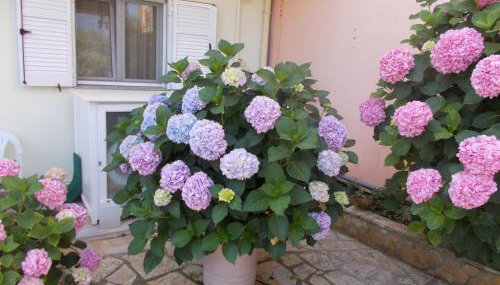 Pansion Filoxenia Apartments & Studios - Foto 4