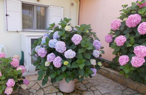 Pansion Filoxenia Apartments & Studios - Foto 4