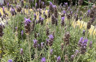 Chácara Casa Amarela - estrutura completa de lazer - ambientes elegantes e exclusivos - campo de futebol e bocha - piscina - lareiras - 10 min Rota do Vinho - Foto 9
