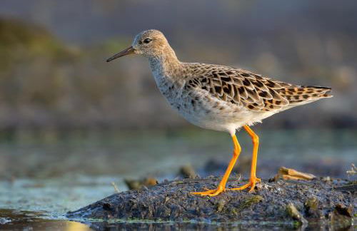 Water Haus - Foto 33