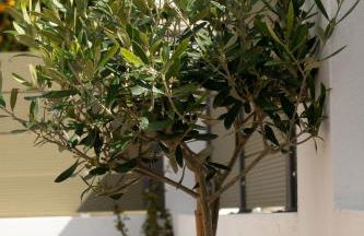 Anatolikos Beach House - Foto 34